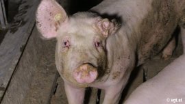 Schwein verletzt