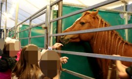 Kinder mit Pferd