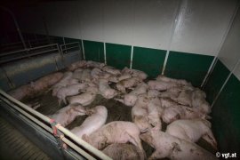 Schweine auf Vollspaltenboden