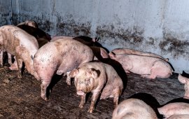 Schweine auf Vollspaltenboden