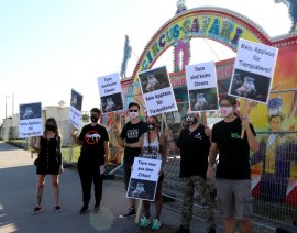 Demonstration gegen Tierzirkus