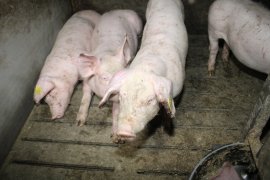 Schweine auf Vollspaltenboden