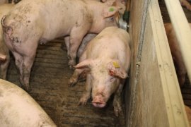 Schweine auf Vollspaltenboden
