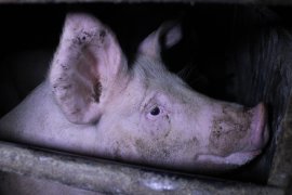 Schweine auf Vollspaltenboden