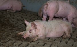 Schweine auf Vollspaltenboden