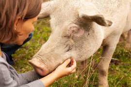 Kind mit Schwein