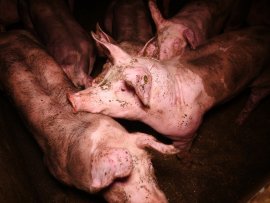 Schweine 