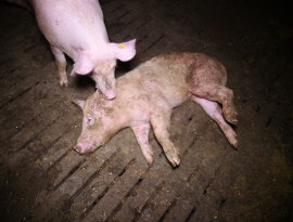 krankes Schwein