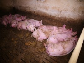 Schweine auf Vollspaltenboden