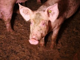 Schwein im Kot