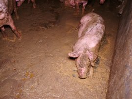 Schwein auf Kot