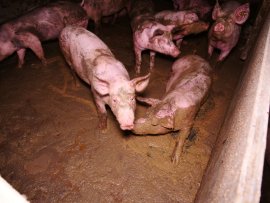 Schweine auf Kot
