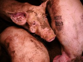 Schwein mit Beule