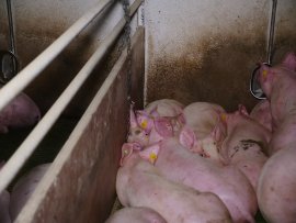 Kette in Schweinebucht