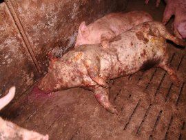 totes Schwein