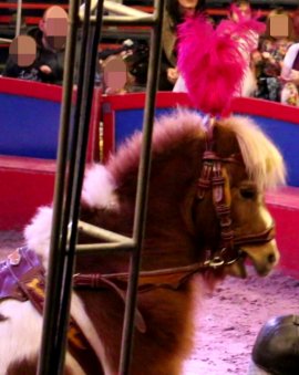 Pony in der Manege