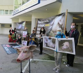 Aktivist_innen des VGT bei einer Kundgebung in Gmunden