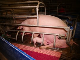 Kastenstand mit Ferkel