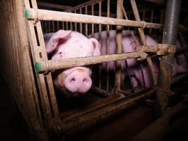 Schwein im Kastenstand