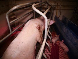 Mutterschwein mit Wunde