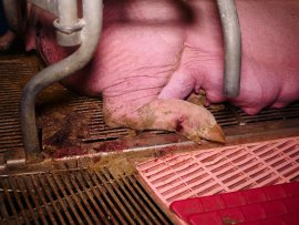 Mutterschwein Kot Blut