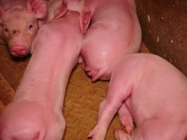 Ferkel kupiert kastriert