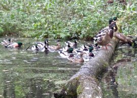 Enten