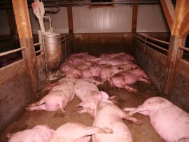 Schweine auf Teilspaltenboden