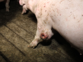 schwein1