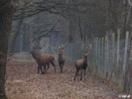 Hirsche im Gatter