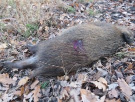 tot geschossenes Wildschwein