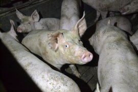 Schweine auf Vollspaltenboden