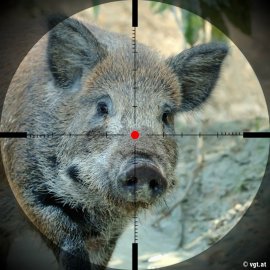 Wildschwein Fadenkreuz