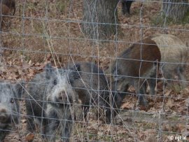 Wildschweine an Jagdgatterzaun