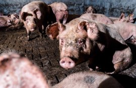 Schweine auf Vollspaltenboden
