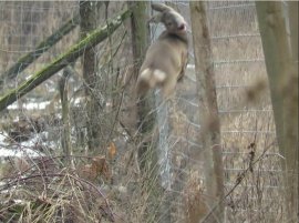 Reh springt gegen Zaun