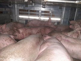 Tiertransport 1