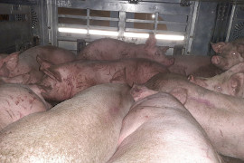 Schwein 1