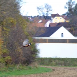 Fasan fliegt auf
