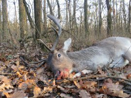 Ein in einem Jagdgatter erlegter Hirsch