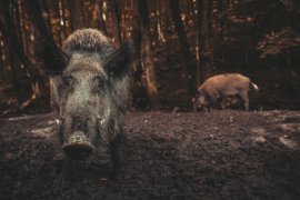 Wildschwein