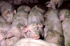 Schweine