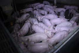 Schweine auf Vollspaltenboden