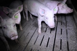 Schweine auf Vollspaltenboden 2