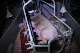 Schweinemutter im Kastenstand mit Ferkeln