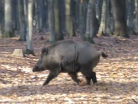 angeschossener Eber