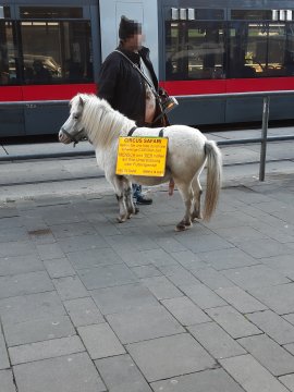 bettelnder Mann mit Pony