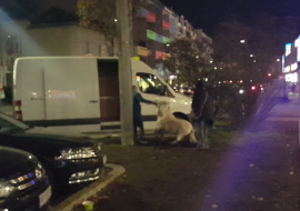 Pony Verladung 2