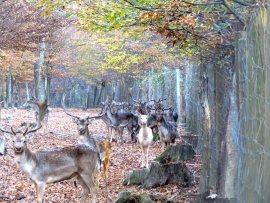 Tiere im Gatter