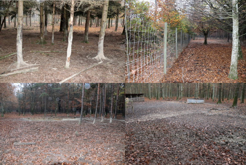 Waldzerstörung